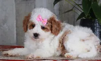 FAVOR, a female Golden Mountain Doodle for sale in Murray, KY – 4 of 7