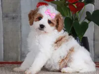 FAVOR, a female Golden Mountain Doodle for sale in Murray, KY – 6 of 7