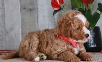HONOR, a male Golden Mountain Doodle for sale in Murray, KY – 6 of 8