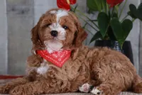 HONOR, a male Golden Mountain Doodle for sale in Murray, KY – 4 of 8