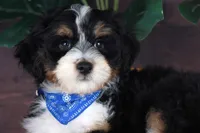 TIDBIT, a male Miniature Bernedoodle and Miniature Aussiedoodle for sale in Murray, KY – 3 of 5