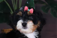 BITTY, a female Miniature Bernedoodle and Miniature Aussiedoodle for sale in Murray, KY – 2 of 4