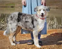 Jireh, a female Aussiedoodle for sale in Murray, KY – 1 of 1