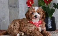 HONOR, a male Golden Mountain Doodle for sale in Murray, KY – 2 of 8