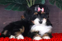 BITTY, a female Miniature Bernedoodle and Miniature Aussiedoodle for sale in Murray, KY – 4 of 4