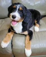 TRACEY, a female Aussiedoodle and Bernedoodle for sale in Murray, KY – 2 of 4