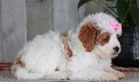 FAVOR, a female Golden Mountain Doodle for sale in Murray, KY – 5 of 7