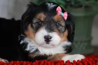 CHARLOTTE, a female Bernedoodle and Miniature Aussiedoodle for sale in Murray, KY – Photo 5 of 5