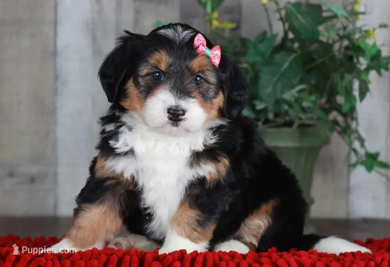 CHARLOTTE – Bernedoodle, Miniature Aussiedoodle puppy for sale in Murray, KY