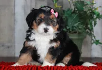 CHARLOTTE, a female Bernedoodle and Miniature Aussiedoodle for sale in Murray, KY – Photo 1 of 5
