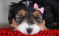 CHARLOTTE, a female Bernedoodle and Miniature Aussiedoodle for sale in Murray, KY – Photo 4 of 5