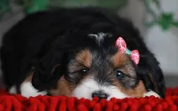 CHARLOTTE, a female Bernedoodle and Miniature Aussiedoodle for sale in Murray, KY – Photo 2 of 5