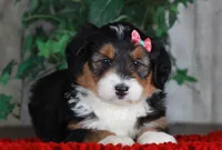 CHARLOTTE, a female Bernedoodle and Miniature Aussiedoodle for sale in Murray, KY – Photo 3 of 5
