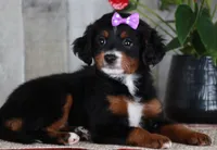 HOPE, a female Miniature Bernedoodle and Miniature Goldendoodle for sale in Murray, KY – 6 of 8