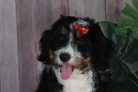 TRACEY, a female Aussiedoodle and Bernedoodle for sale in Murray, KY – 8 of 9