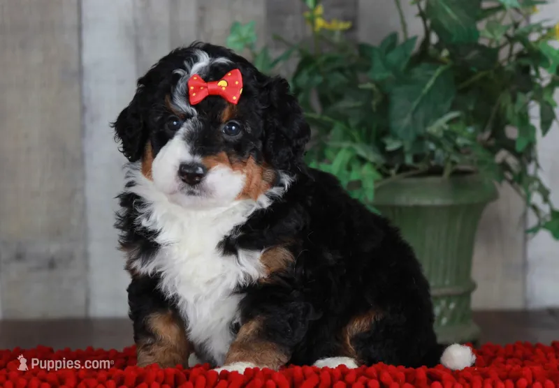 CHERISE – Bernedoodle, Miniature Aussiedoodle puppy for sale in Murray, KY