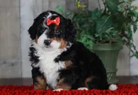 CHERISE, a female Bernedoodle and Miniature Aussiedoodle for sale in Murray, KY – Photo 1 of 8