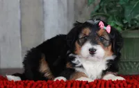 CHERISE, a female Bernedoodle and Miniature Aussiedoodle for sale in Murray, KY – Photo 5 of 8