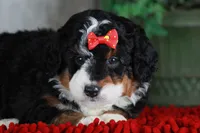 CHERISE, a female Bernedoodle and Miniature Aussiedoodle for sale in Murray, KY – Photo 8 of 8