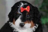 CHERISE, a female Bernedoodle and Miniature Aussiedoodle for sale in Murray, KY – Photo 7 of 8