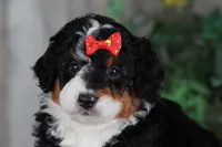CHERISE, a female Bernedoodle and Miniature Aussiedoodle for sale in Murray, KY – Photo 6 of 8