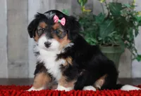CHERISE, a female Bernedoodle and Miniature Aussiedoodle for sale in Murray, KY – Photo 4 of 8