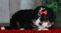 CHERISE, a female Bernedoodle and Miniature Aussiedoodle for sale in Murray, KY – Photo 2 of 8