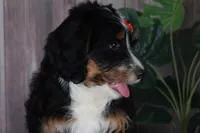 TRACEY, a female Aussiedoodle and Bernedoodle for sale in Murray, KY – 3 of 9