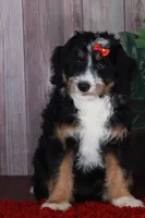 TRACEY, a female Aussiedoodle and Bernedoodle for sale in Murray, KY – 6 of 9