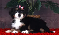 BITTY, a female Miniature Bernedoodle and Miniature Aussiedoodle for sale in Murray, KY – 3 of 4