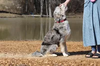 JIREH, a female Aussiedoodle for sale in Murray, KY – Photo 3 of 3