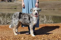 JIREH, a female Aussiedoodle for sale in Murray, KY – Photo 2 of 3
