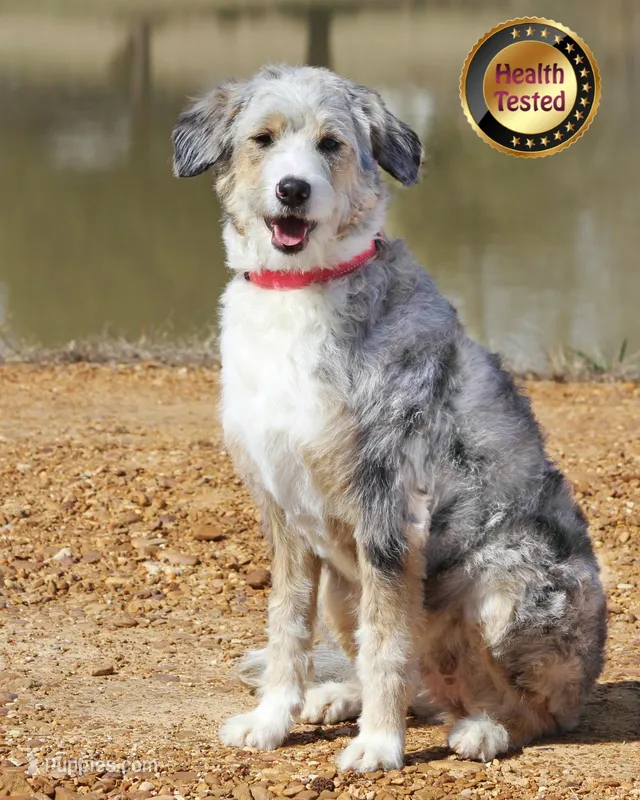 JIREH, a female Aussiedoodle for sale in Murray, KY – Photo 1 of 3