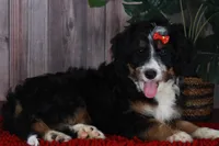 TRACEY, a female Aussiedoodle and Bernedoodle for sale in Murray, KY – 5 of 9
