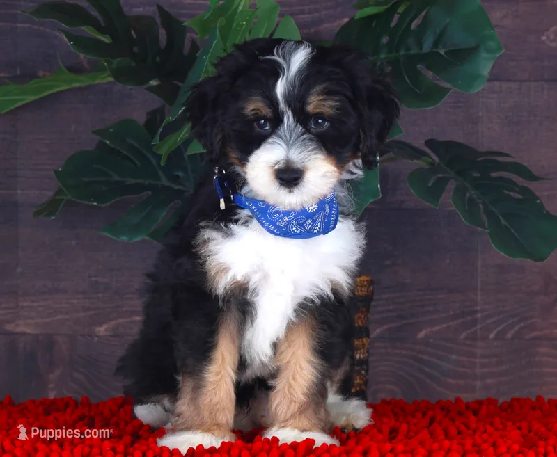 TIDBIT – Miniature Bernedoodle, Miniature Aussiedoodle puppy for sale in Murray, KY