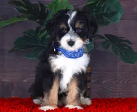 TIDBIT, a male Miniature Bernedoodle and Miniature Aussiedoodle for sale in Murray, KY – 1 of 5