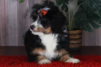 TRACEY, a female Aussiedoodle and Bernedoodle for sale in Murray, KY – 2 of 9