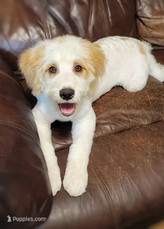 CHARLIE – Bernedoodle, Miniature Aussiedoodle puppy for sale in Murray, KY
