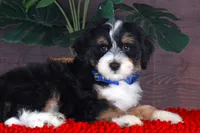 TIDBIT, a male Miniature Bernedoodle and Miniature Aussiedoodle for sale in Murray, KY – 4 of 5