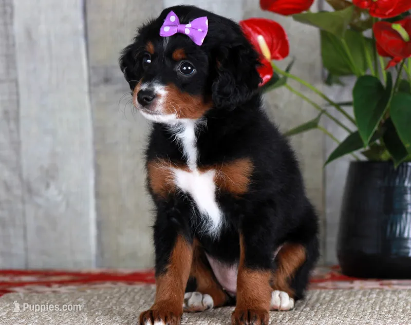 HOPE – Miniature Bernedoodle, Miniature Goldendoodle puppy for sale in Murray, KY
