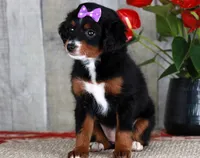 HOPE, a female Miniature Bernedoodle and Miniature Goldendoodle for sale in Murray, KY – 1 of 8