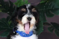 TIDBIT, a male Miniature Bernedoodle and Miniature Aussiedoodle for sale in Murray, KY – 5 of 5