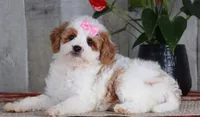 FAVOR, a female Golden Mountain Doodle for sale in Murray, KY – 3 of 7
