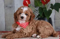 HONOR, a male Golden Mountain Doodle for sale in Murray, KY – 5 of 8