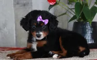 HOPE, a female Miniature Bernedoodle and Miniature Goldendoodle for sale in Murray, KY – 4 of 8