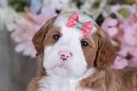 MERCY, a female Golden Mountain Doodle for sale in Murray, KY – Photo 5 of 5