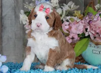 MERCY, a female Golden Mountain Doodle for sale in Murray, KY – Photo 3 of 5