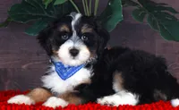 TIDBIT, a male Miniature Bernedoodle and Miniature Aussiedoodle for sale in Murray, KY – 2 of 5