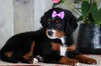 HOPE, a female Miniature Bernedoodle and Miniature Goldendoodle for sale in Murray, KY – 3 of 8