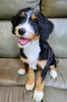 TRACEY, a female Aussiedoodle and Bernedoodle for sale in Murray, KY – 3 of 4